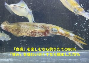 アオリイカ「食感」を楽しむなら釣りたての80％。「甘み」を味わい尽くすなら、脱水した75％。釣太郎