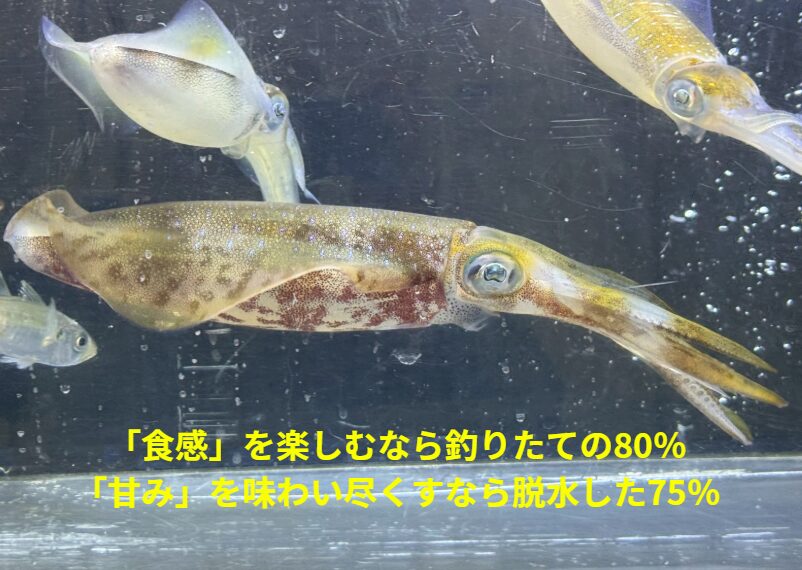 アオリイカ「食感」を楽しむなら釣りたての80％。「甘み」を味わい尽くすなら、脱水した75％。釣太郎