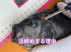 魚の活〆は、旨味成分が最大化。身の弾力が持続。生臭さが消える。 色が鮮やか。釣太郎