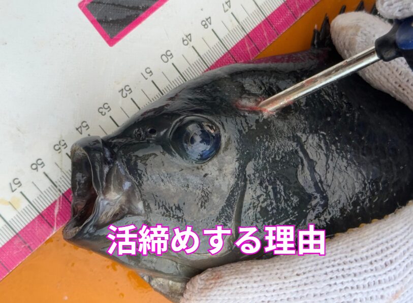 魚の活〆は、旨味成分が最大化。身の弾力が持続。生臭さが消える。 色が鮮やか。釣太郎