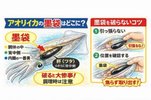 アオリイカの墨袋は・胴体内部・背中側・内臓の一番奥・肝のさらに背中側にあります。釣太郎
