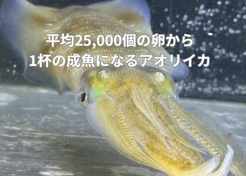 南紀アオリイカ1杯は「25,000個の卵」の奇跡！釣太郎