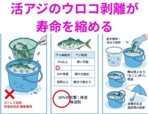 アジのウロコ剥離が寿命を縮める？「10%」の異変に気づけるかがアオリイカ釣りの分岐点。釣太郎