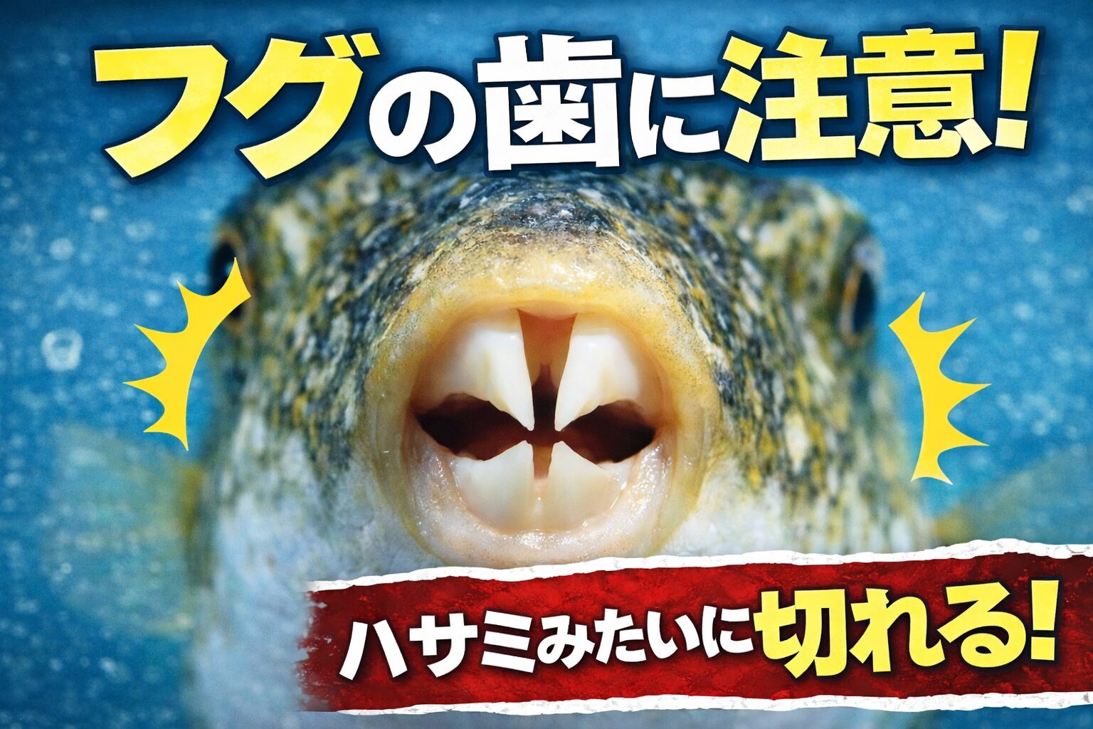 フグの歯は鋭く、ラインは一瞬で噛み切る。指をかまれると飛び上がるほど痛いのでご注意下さい。釣太郎
