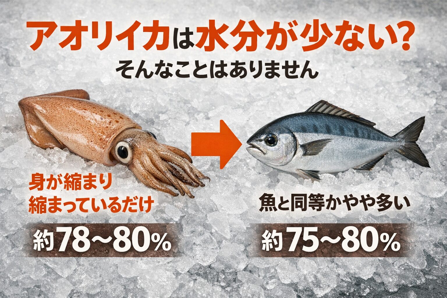 アオリイカは「水分が少ないイカ」ではなく、筋肉の密度と旨味の濃さが“少なく感じる”だけ。釣太郎