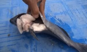 今期はグレ釣り調子いい。白子も持ってるし脂ものっている。釣太郎