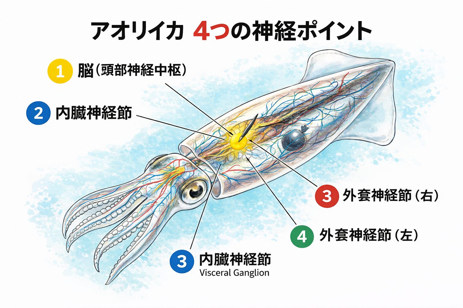 アオリイカの神経は① 脳（頭部神経中枢）② 内臓神経節③ 外套神経節（右）④ 外套神経節（左）。釣太郎