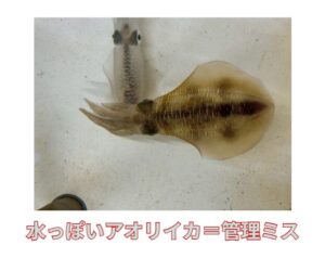 「水っぽいアオリイカ＝管理ミス」 これはプロの料理人や漁師の間では常識に近い。釣太郎