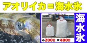 アオリイカの魅力を最大限に引き出すには、「釣った後の処理」がカギ。 海水氷を使えば、鮮度・食味・見た目すべてがワンランクアップ！釣太郎