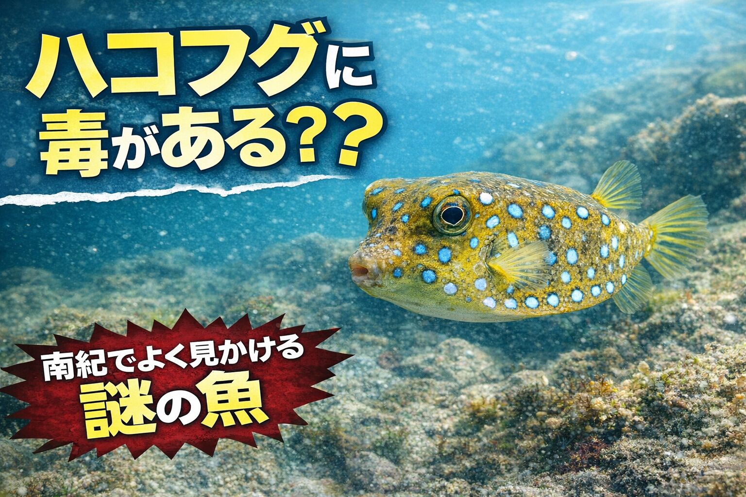 南紀の湾内でよく見られるハコフグ。体表粘液に毒を持つ。強い神経毒ではないが注意が必要。五島列島では食文化がある。南紀では基本的に食用にしない。釣太郎