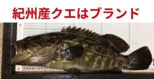 クエの美味しさを決めるのは、グルタミン酸やアスパラギン酸といった「アミノ酸」紀州産はこれが高い。釣太郎
