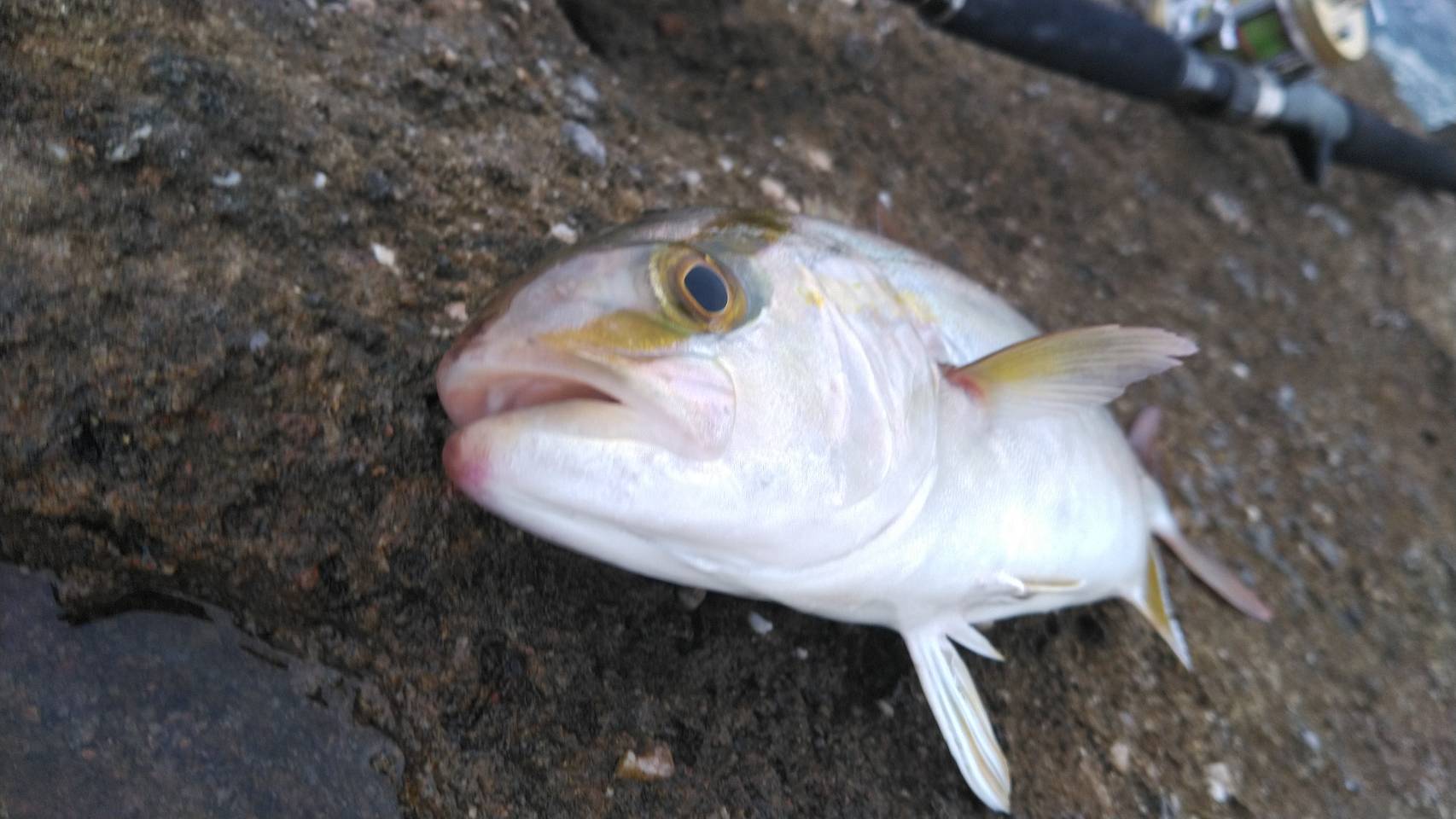 今朝みなべ店前で40センチオーバーのカンパチ釣れています。2月26日木曜日。釣太郎