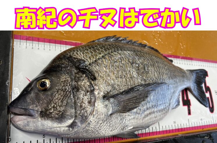 大型チヌを本気で狙うなら今、南紀へ！2月中旬から乗っ込みチヌの本番が始まり、3〜4月は年無し連発のチャンス！釣太郎
