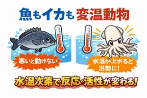 アオリイカも完全な変温動物。魚は変温動物。イカも同じく変温動物。違うのは、反応の鋭さ。釣太郎