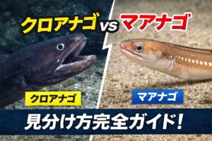 クロアナゴとマアナゴは ・生息環境・サイズ・食味・市場価値すべてが別物。南紀で巨大アナゴが掛かればほぼクロアナゴ。釣太郎
