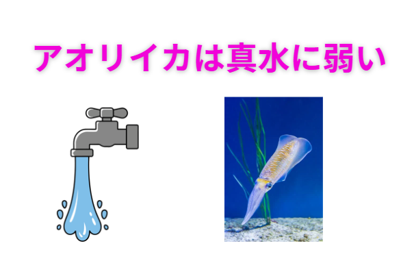 アオリイカ、死んだ後は調整機能が止まるため、真水を吸って身が膨張・柔らかく・水っぽくなる。釣太郎