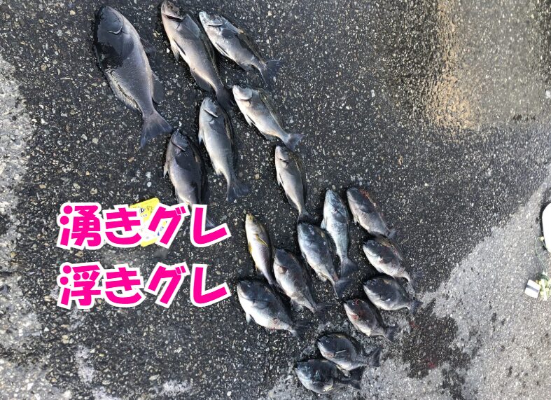 湧きグレと浮きグレの決定的な違い。分かりやすく言います。湧きグレ。→ マキエに突撃してくる。浮きグレ → マキエを警戒しながら漂う.釣太郎