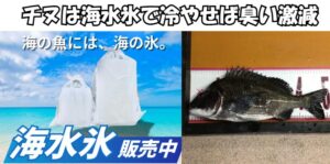 黒鯛が臭いのではない。 冷却が悪いだけ。海水氷は・低温維持・細胞保護 ・菌抑制。この3つで匂いを抑えます。釣太郎