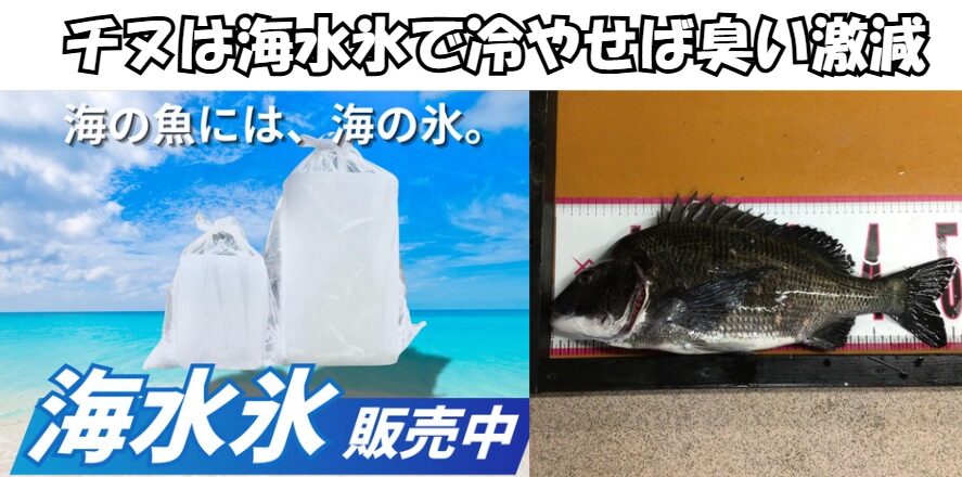黒鯛が臭いのではない。 冷却が悪いだけ。海水氷は・低温維持・細胞保護 ・菌抑制。この3つで匂いを抑えます。釣太郎