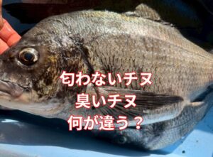 黒鯛（チヌ）の臭いの元は主成分：トリメチルアミン（TMA：生臭さ・腐敗臭）、ジオスミン（ドブ臭・泥臭）、ジメチルスルフィド（磯臭）。釣太郎