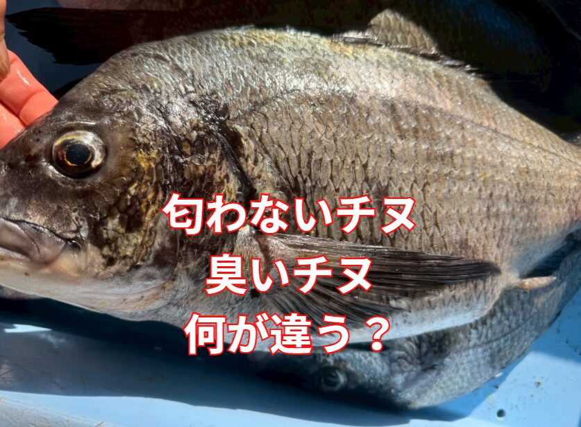 黒鯛（チヌ）の臭いの元は主成分：トリメチルアミン（TMA：生臭さ・腐敗臭）、ジオスミン（ドブ臭・泥臭）、ジメチルスルフィド（磯臭）。釣太郎