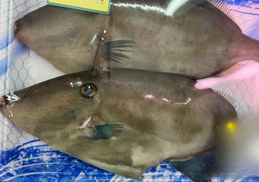 南紀からウマヅラハギが消えた理由は👉 海を壊した結果👉 環境に弱い魚から消えた👉 カワハギだけが生き残った。釣太郎