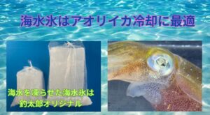 アオリイカの冷却だけは海水氷を利用しましょう。釣太郎の海水氷は１キロ200円、3キロ400円で販売しています。