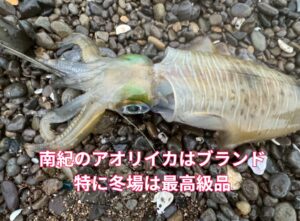 南紀のアオリイカは美味いと評判だが、特に冬場は格別。釣太郎