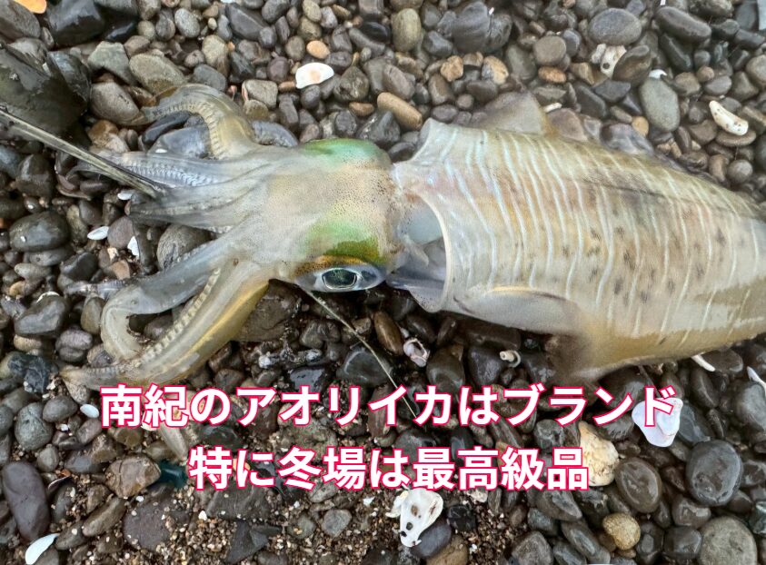 南紀のアオリイカは美味いと評判だが、特に冬場は格別。釣太郎