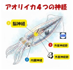 アオリイカは活締めすると色が変わる？4つの神経と色素胞の秘密。エギング、うき、ヤエン釣り入門。釣太郎