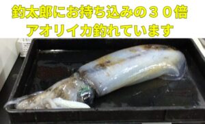 【南紀アオリイカ釣果の真実】釣太郎持ち込みの30倍!? 潜在的な釣果とその理由を徹底解説！釣太郎