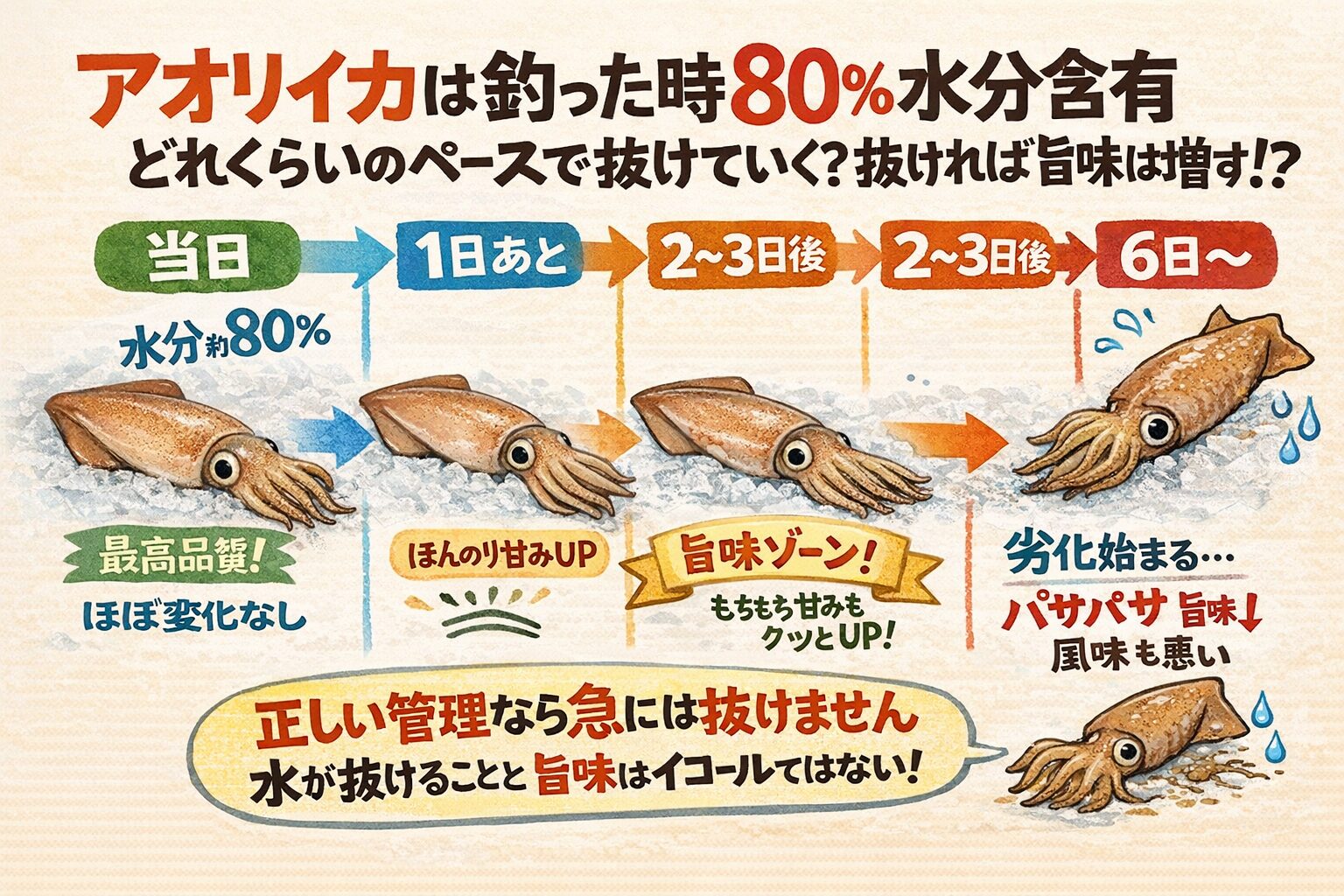アオリイカ、水分は3日でほぼ抜けない（正管理なら）👉 抜けたら劣化👉 旨さは熟成で出る👉 海水氷＋密封が最強。釣太郎