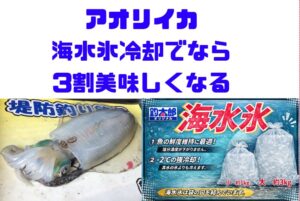 アオリイカは冷やし方がすべて。普通氷は・水っぽくなる・旨味が抜ける ・白くなる。海水氷なら ・旨味3割アップ・透明感維持・臭い抑制。釣太郎