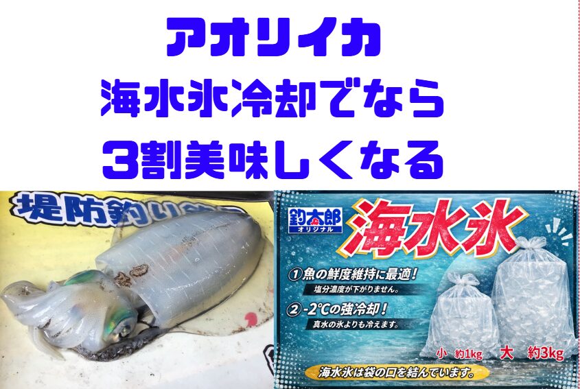 アオリイカは冷やし方がすべて。普通氷は・水っぽくなる・旨味が抜ける ・白くなる。海水氷なら ・旨味3割アップ・透明感維持・臭い抑制。釣太郎