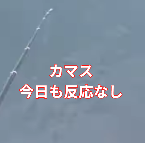 カマス大群がいるのに全く反応しません。27日金曜日みなべ店前堤防。これで3日無視。釣太郎
