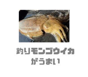 スーパーで売っている門のより３割美味しい釣りモンゴウイカ。釣太郎