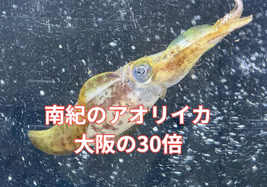 南紀のアオリイカは大阪の30倍！？紀北と比べても7倍以上の「超・濃密海域」アオリイカ王国と言われる理由。釣太郎