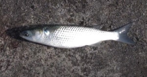 なぜ「臭い」と言われる？出世魚の名前の変化、カラスミ、そして江戸時代の栄光まで徹底解説。釣太郎