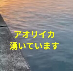 これは今日2月27日金曜日の先堤防のアオリイカ。500ｇを頭に7杯の群れ。ひょっとしたらここ20年で最高の当たり年になるかも？釣太郎
