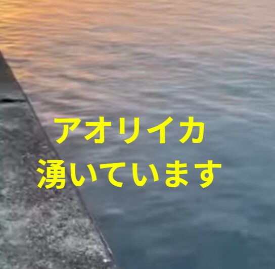 これは今日2月27日金曜日の先堤防のアオリイカ。500ｇを頭に7杯の群れ。ひょっとしたらここ20年で最高の当たり年になるかも？釣太郎