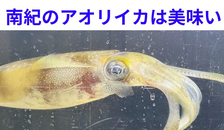 釣太郎のある南紀エリアは、まさにアオリイカにとっての「聖地」です。