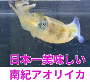 南紀のアオリイカが「日本一美味い」という噂。それ、あながち嘘じゃありません.釣太郎