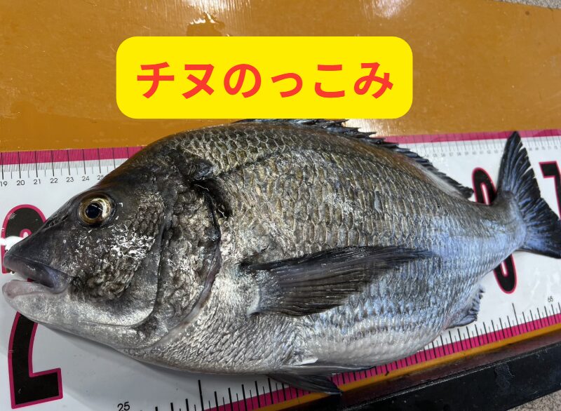 2月中旬より南紀はチヌ（クロダイ）乗っ込みシーズンとなります。釣太郎
