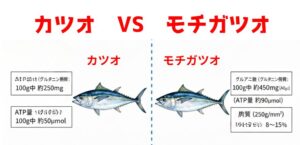 モチガツオは単なる鮮度の良いカツオではなく、その生理的状態、漁獲方法、流通経路のすべてが奇跡的に合致した時にのみ現れる「究極の味わい」釣太郎