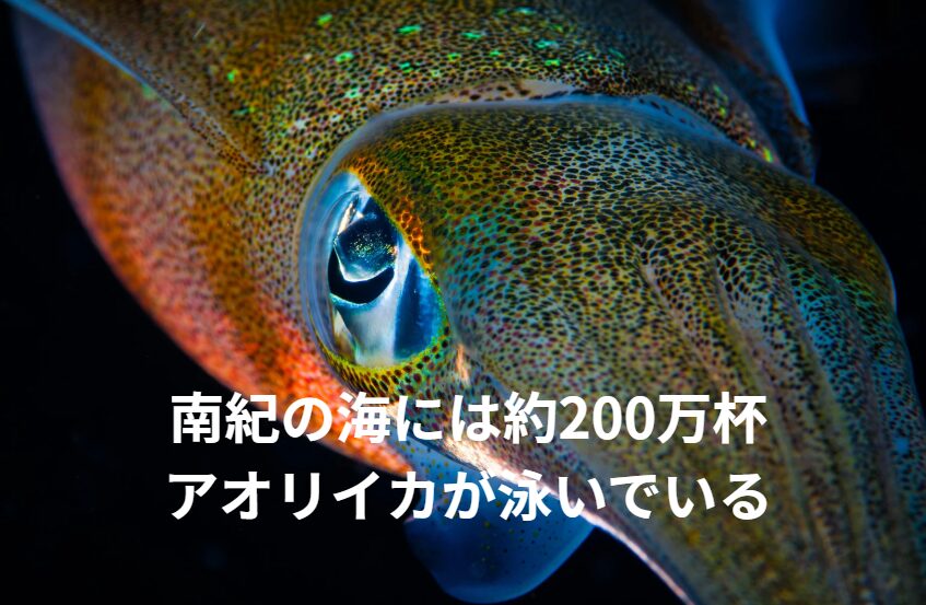 南紀のアオリイカ「200万杯の運命」釣太郎