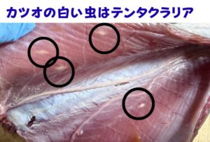 カツオの身によく見られる米粒のような、あるいは糸のような白い虫は「テンタクラリア」という寄生虫の幼虫。釣太郎