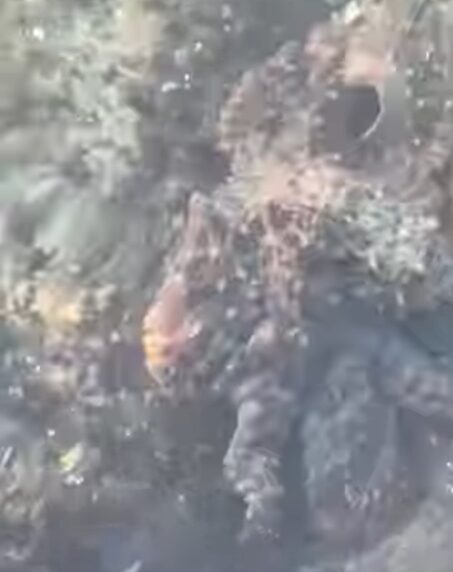 浅瀬でマダコ発見。2キロほどあります。地ダコは格別旨い。釣太郎