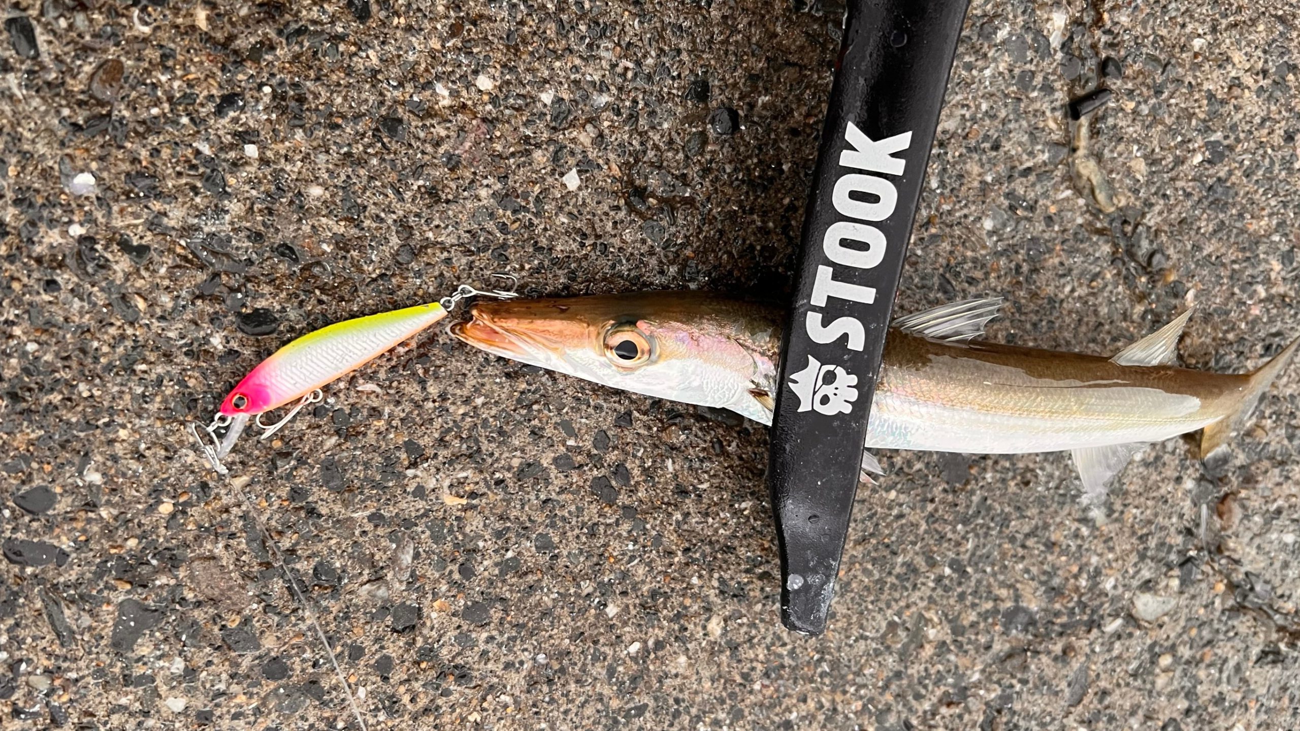 みなべ店前堤防でカマス釣りが大人気！ルアーとベイト売れています。釣太郎