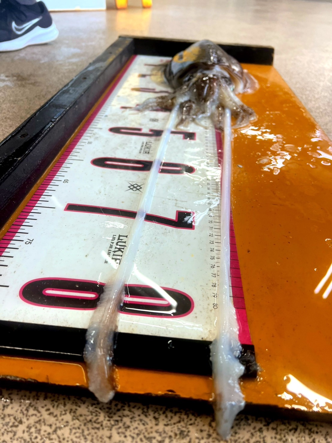 モンゴウイカはアオリイカより30〜70％長い✔ 最大2倍近くなることもある✔ 底で待つための進化✔ 伸ばして獲る専用構造。釣太郎