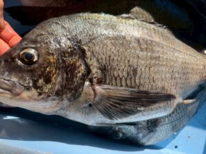 南紀のチヌが大型化しやすいのは、黒潮の恵みと自然豊かな海域、そして適度な釣り圧が揃っているから。釣太郎